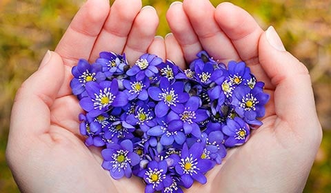 Hand holding purple flowers